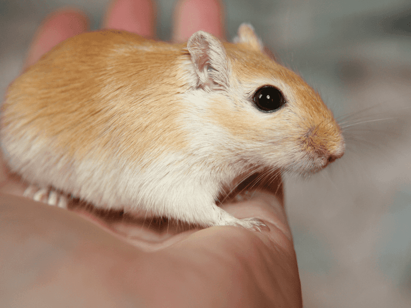 Gerbil