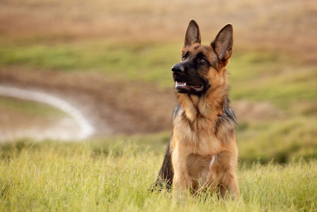 German Shepherd