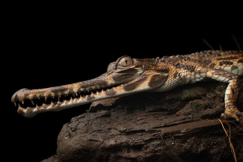 Gharial