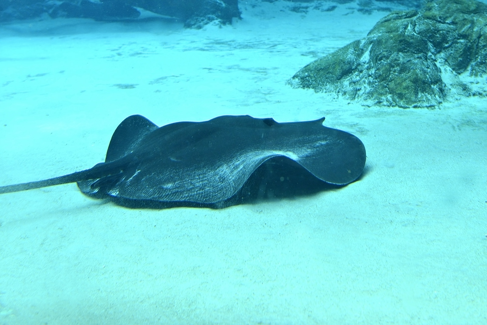 Giant Freshwater Stingray