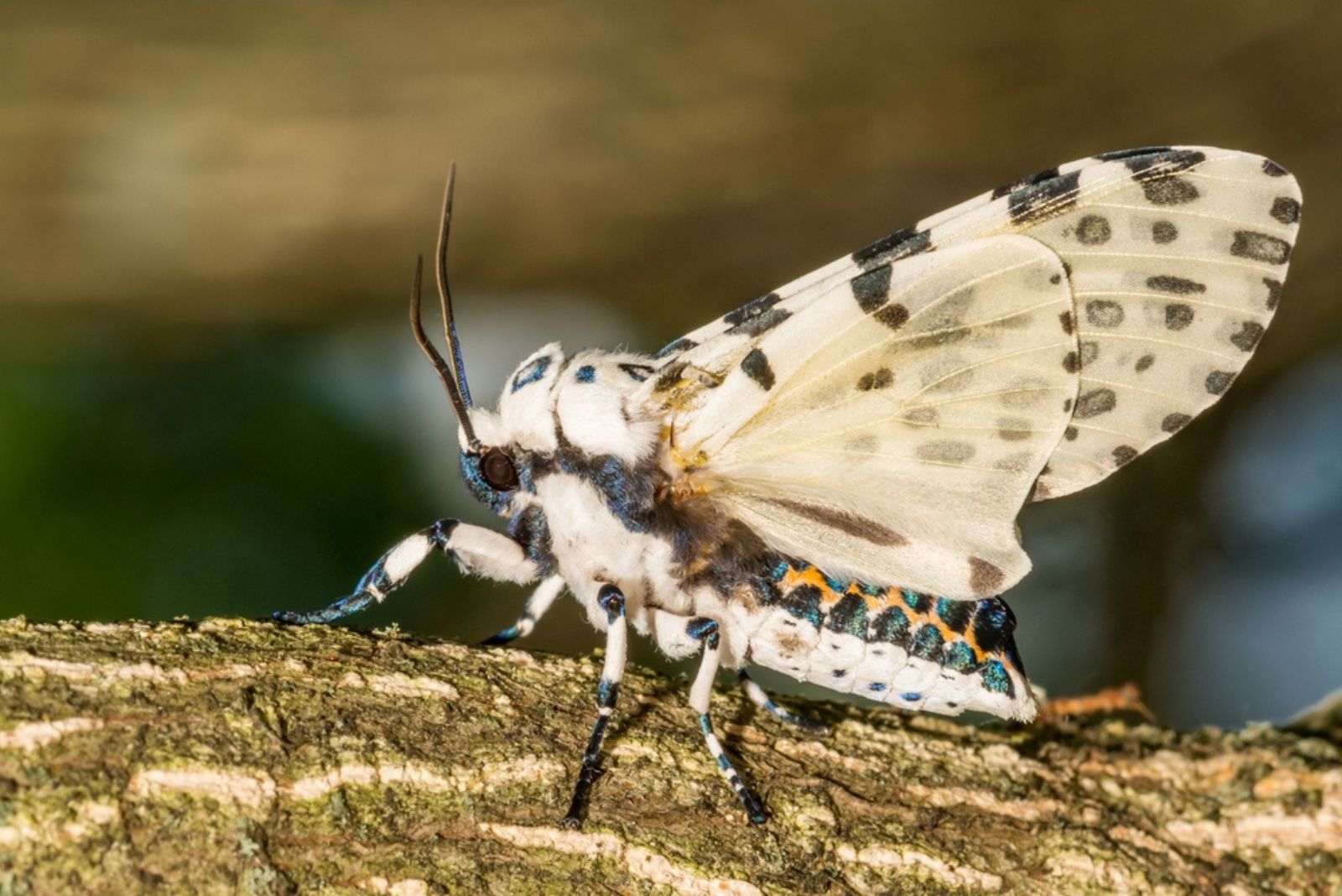 Giant Leopard Moth