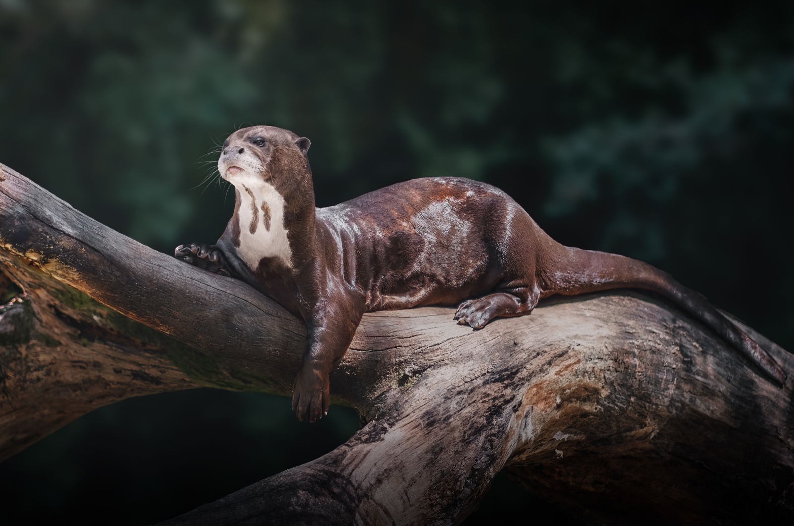 Giant Otter