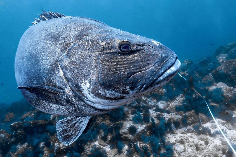 Giant Sea Bass