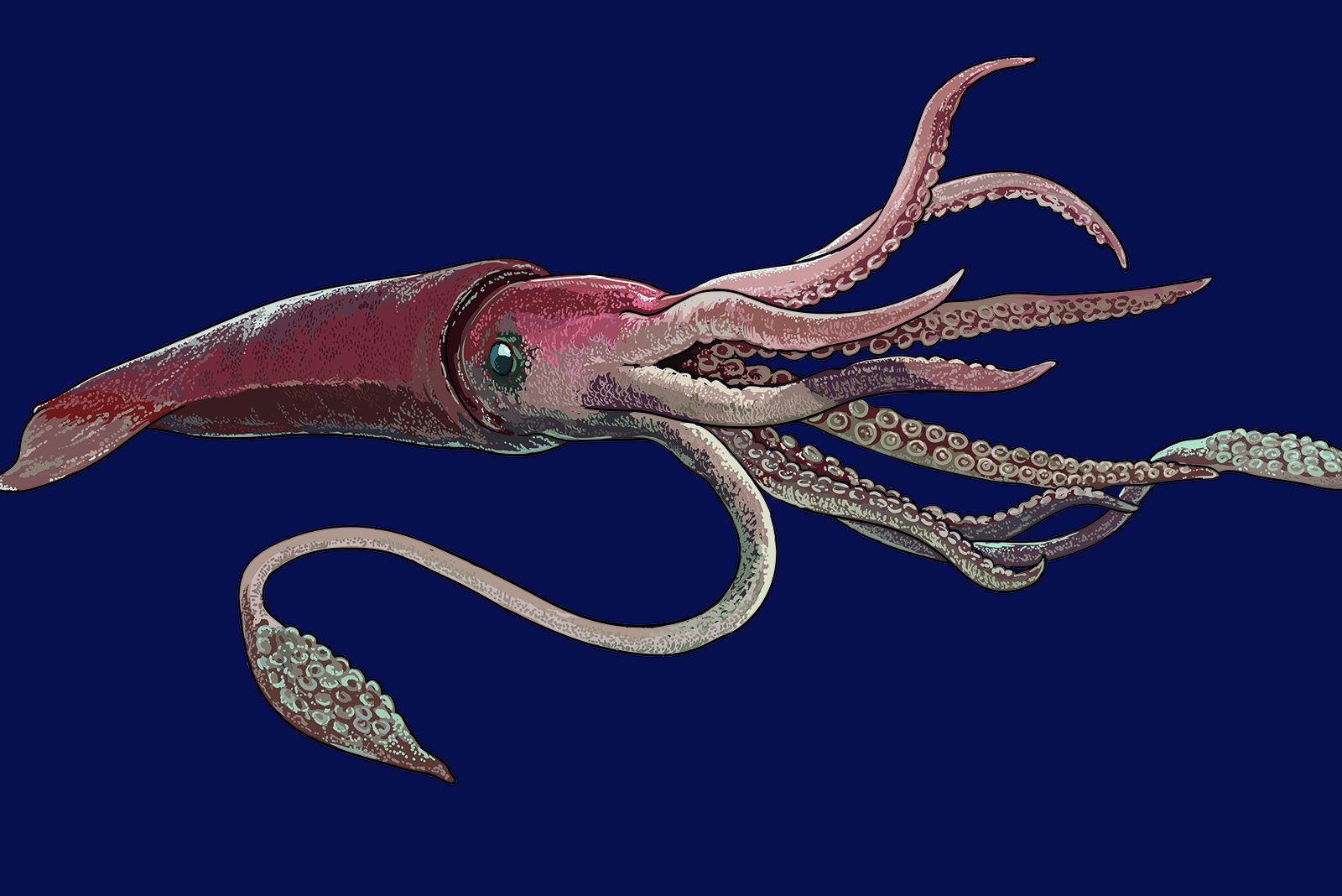 giant squid