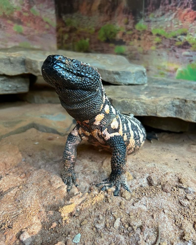 Gila Monster