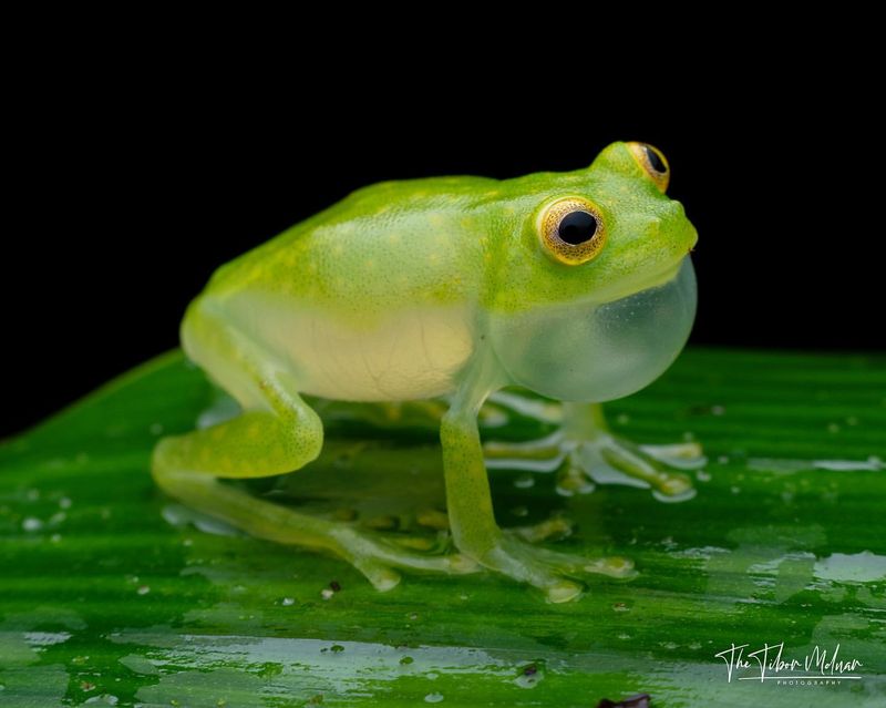 Glass Frog