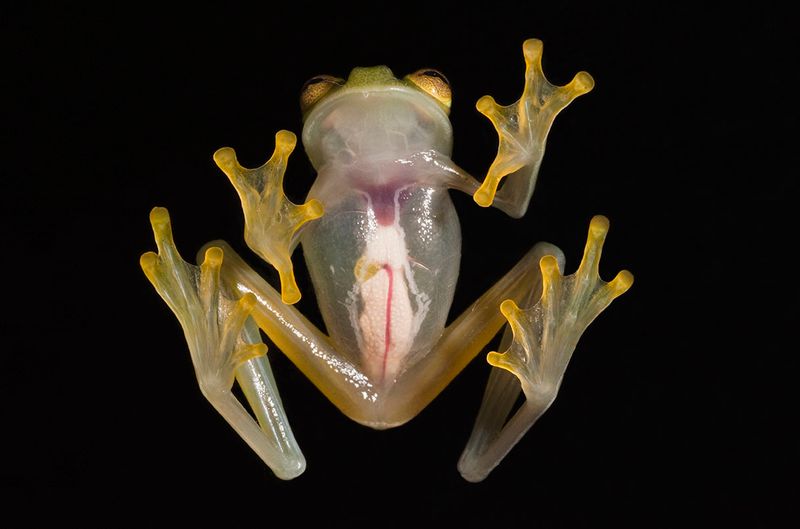 Glass Frog