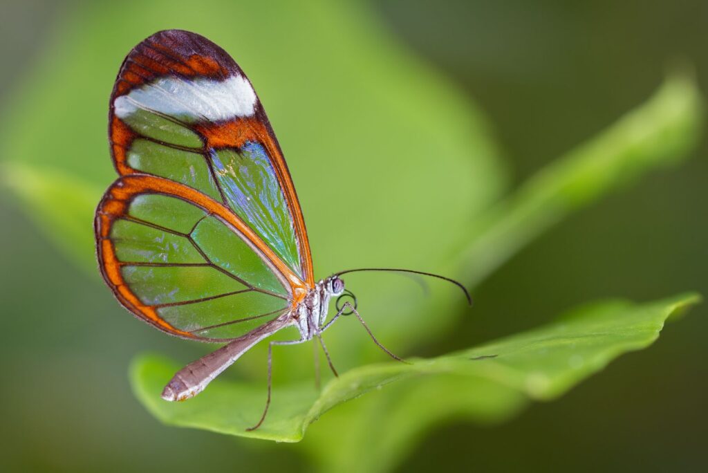 Glasswing Butterfly