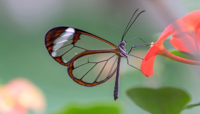 Glasswing Butterfly