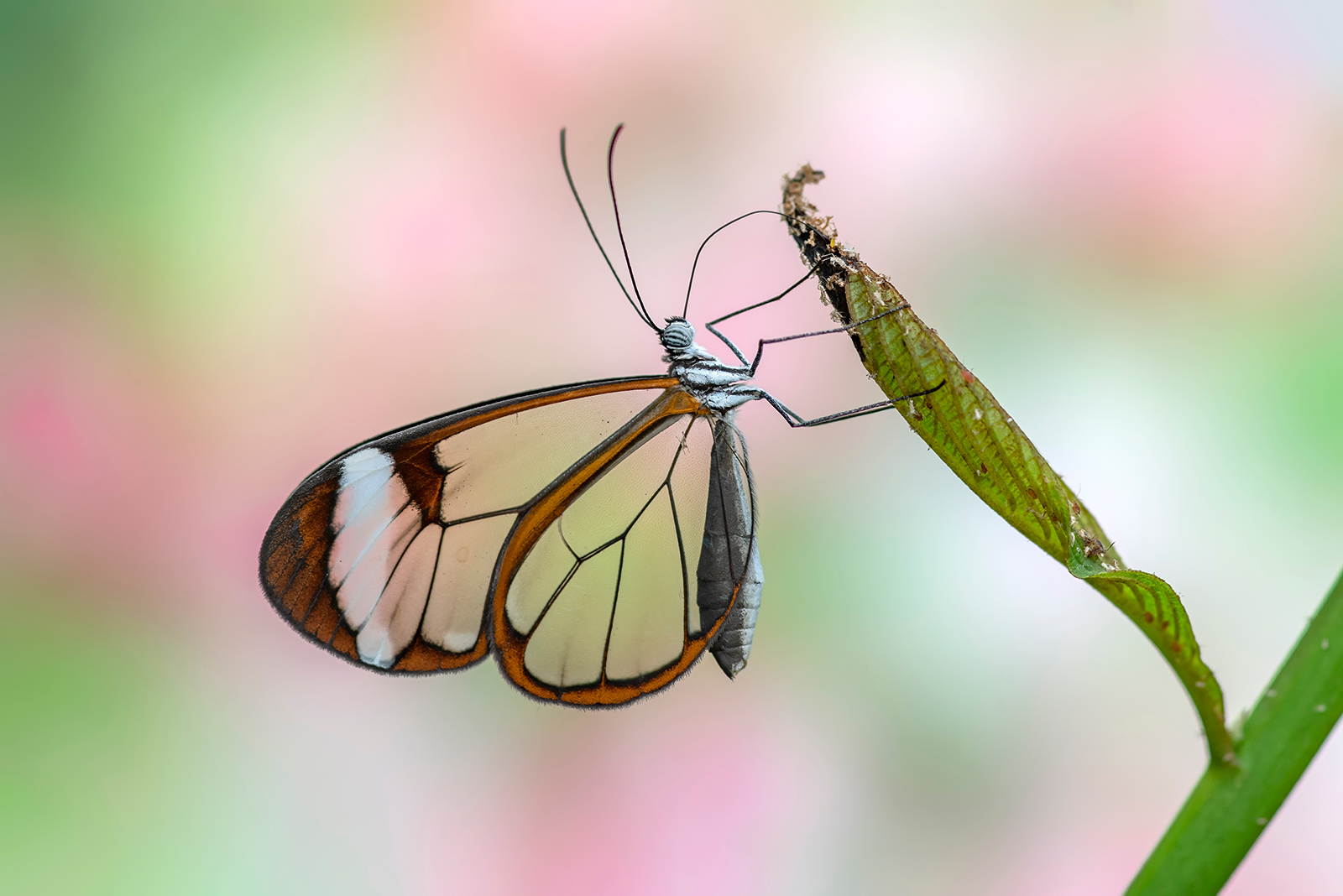 Glasswing Butterfly