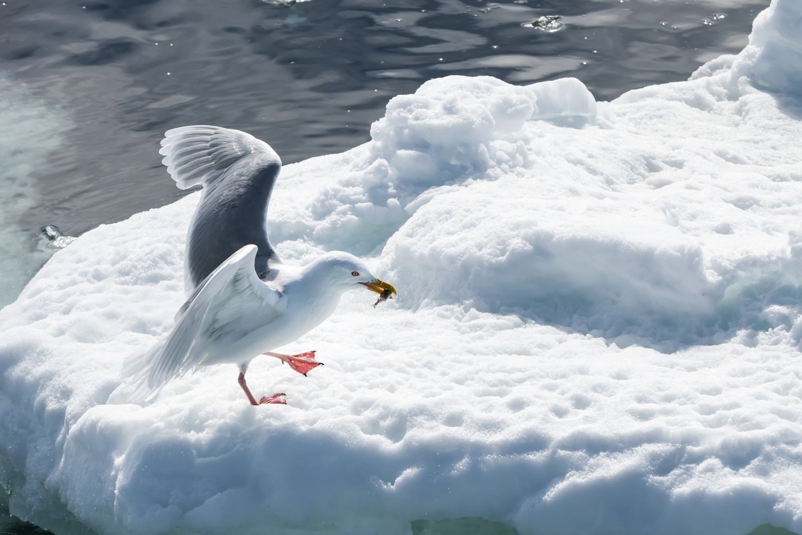 Glaucous Gull