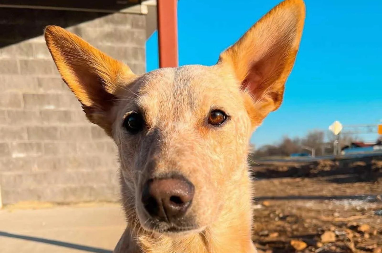 Golden Cattle Dog