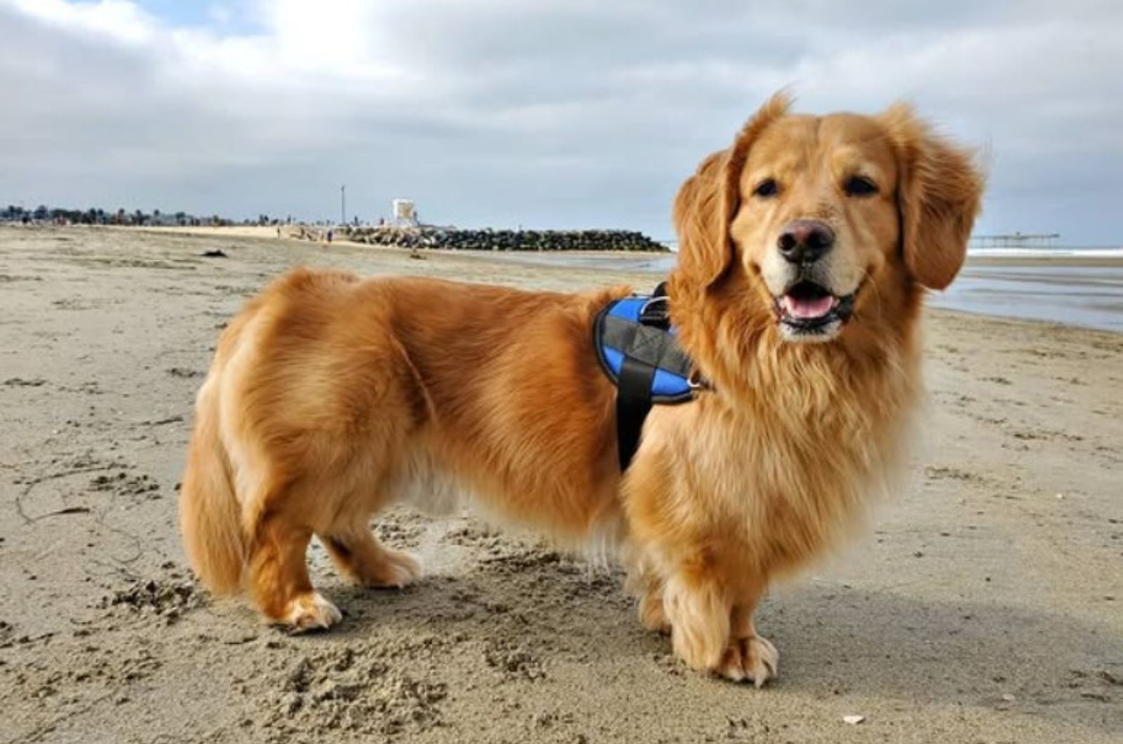 26 Dachshund Mix Breeds That Are Impossible Not To Fall In Love With