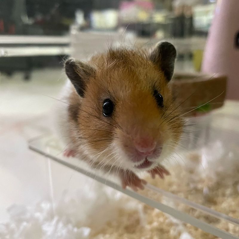 Golden Hamster