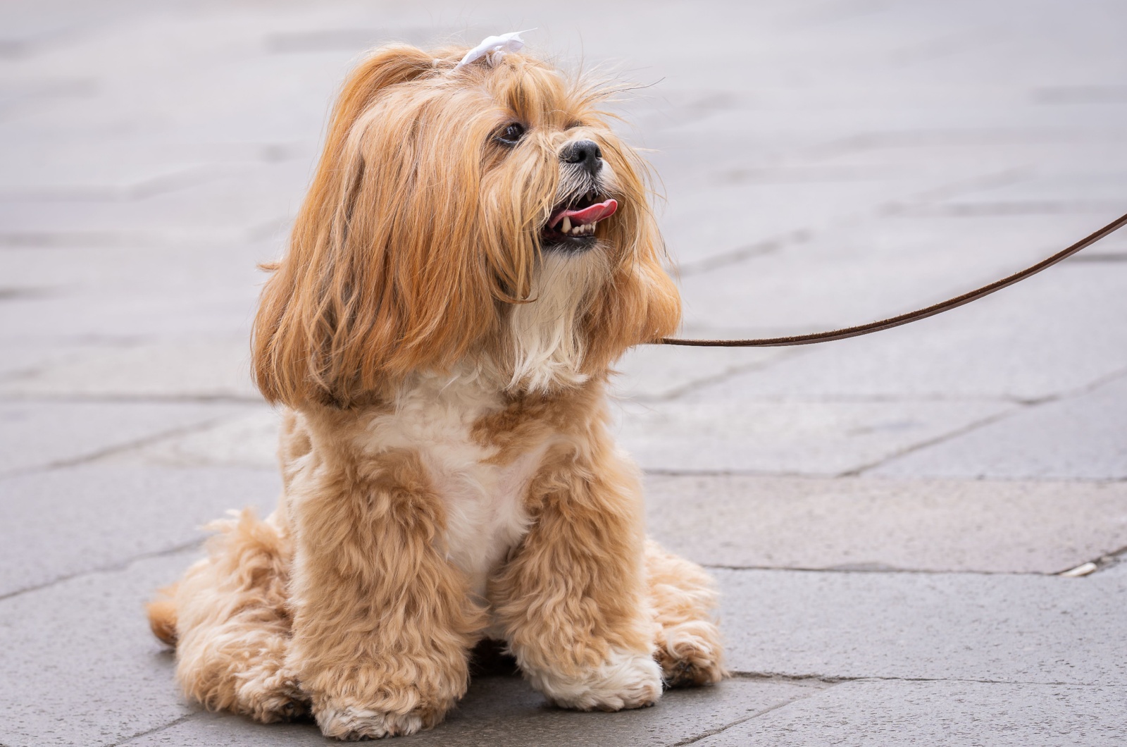 Golden Lhasa Apso