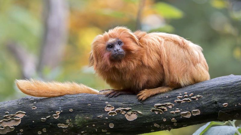 Golden Lion Tamarin