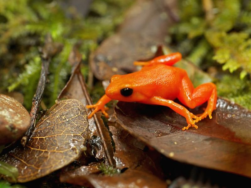 Golden Mantella