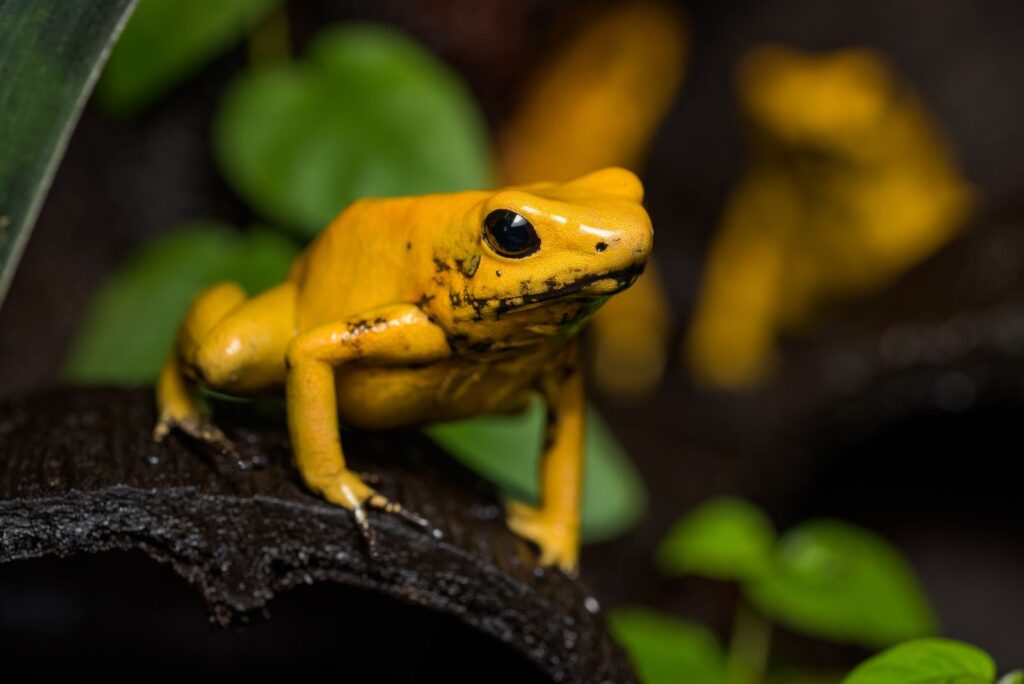 Golden Poison Frog