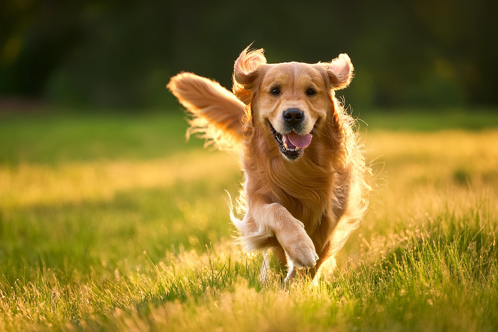 golden retriever running