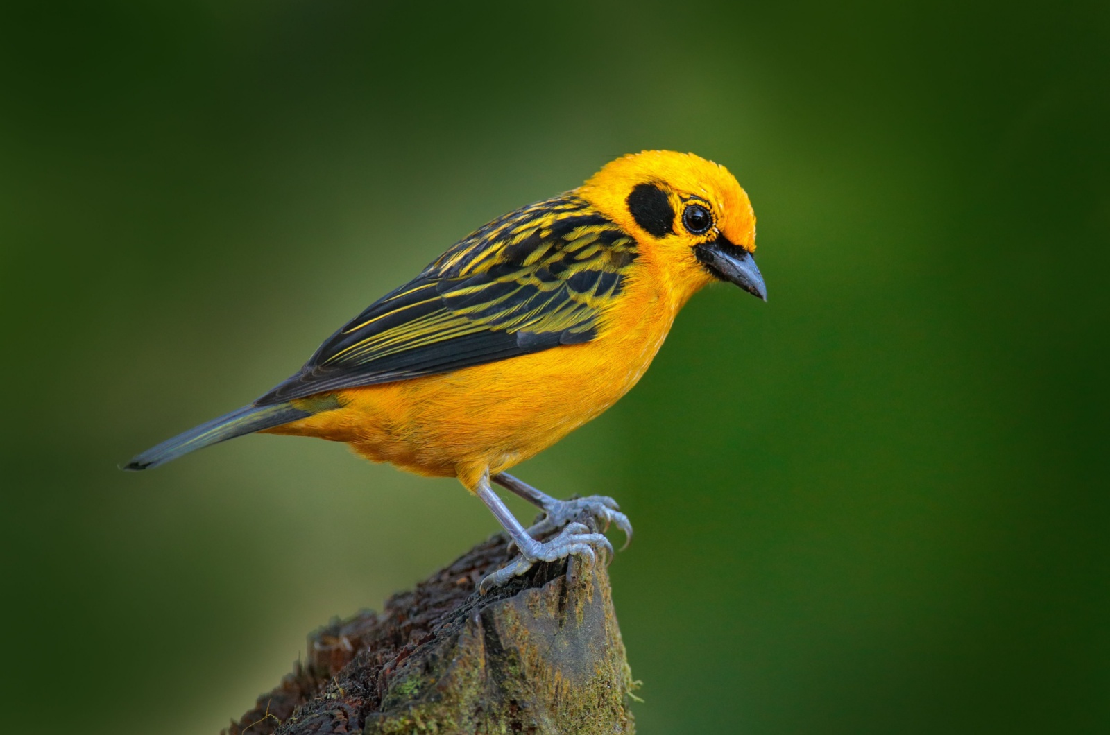 Golden Tanager