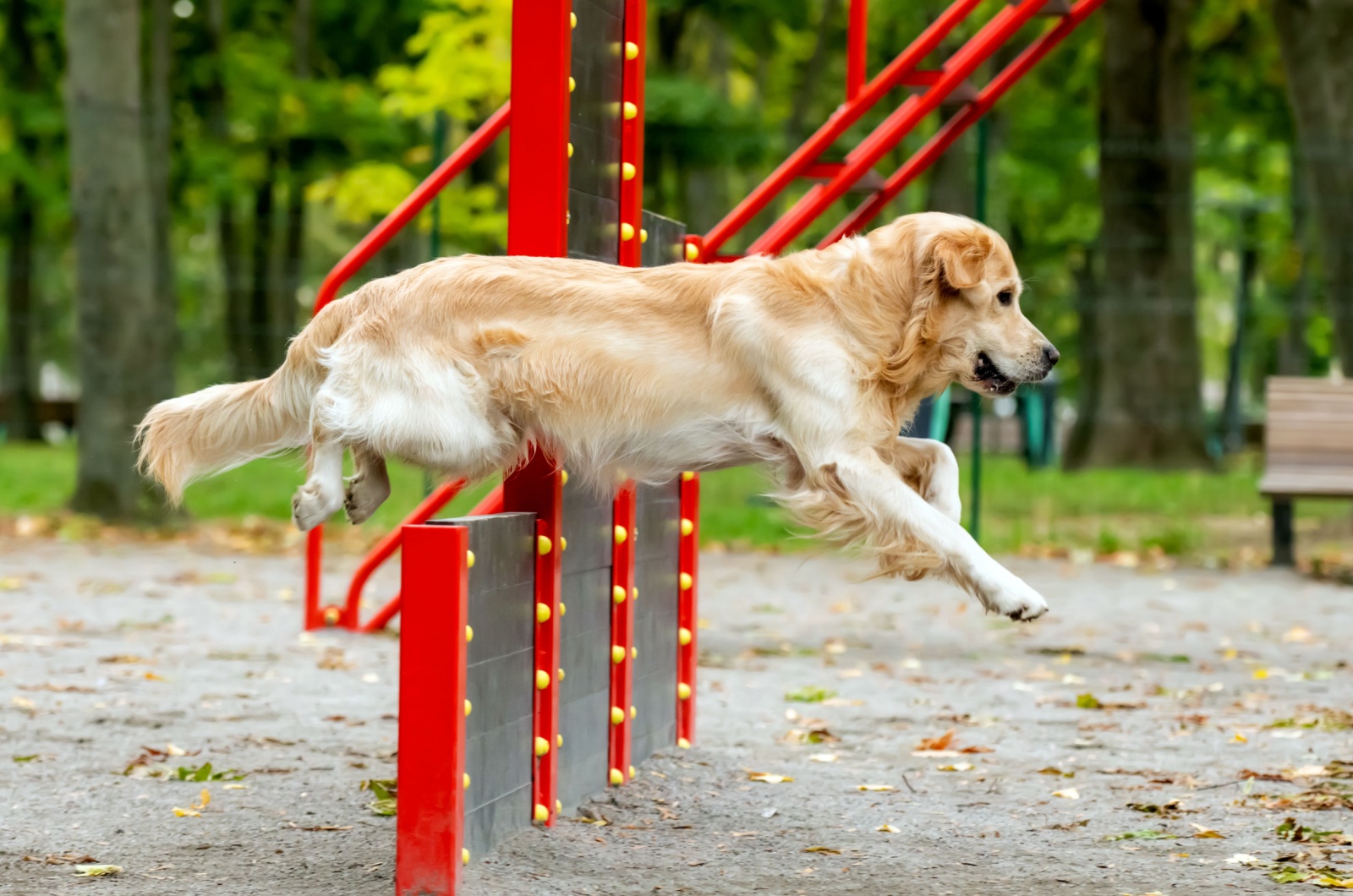 golden retriever exercising