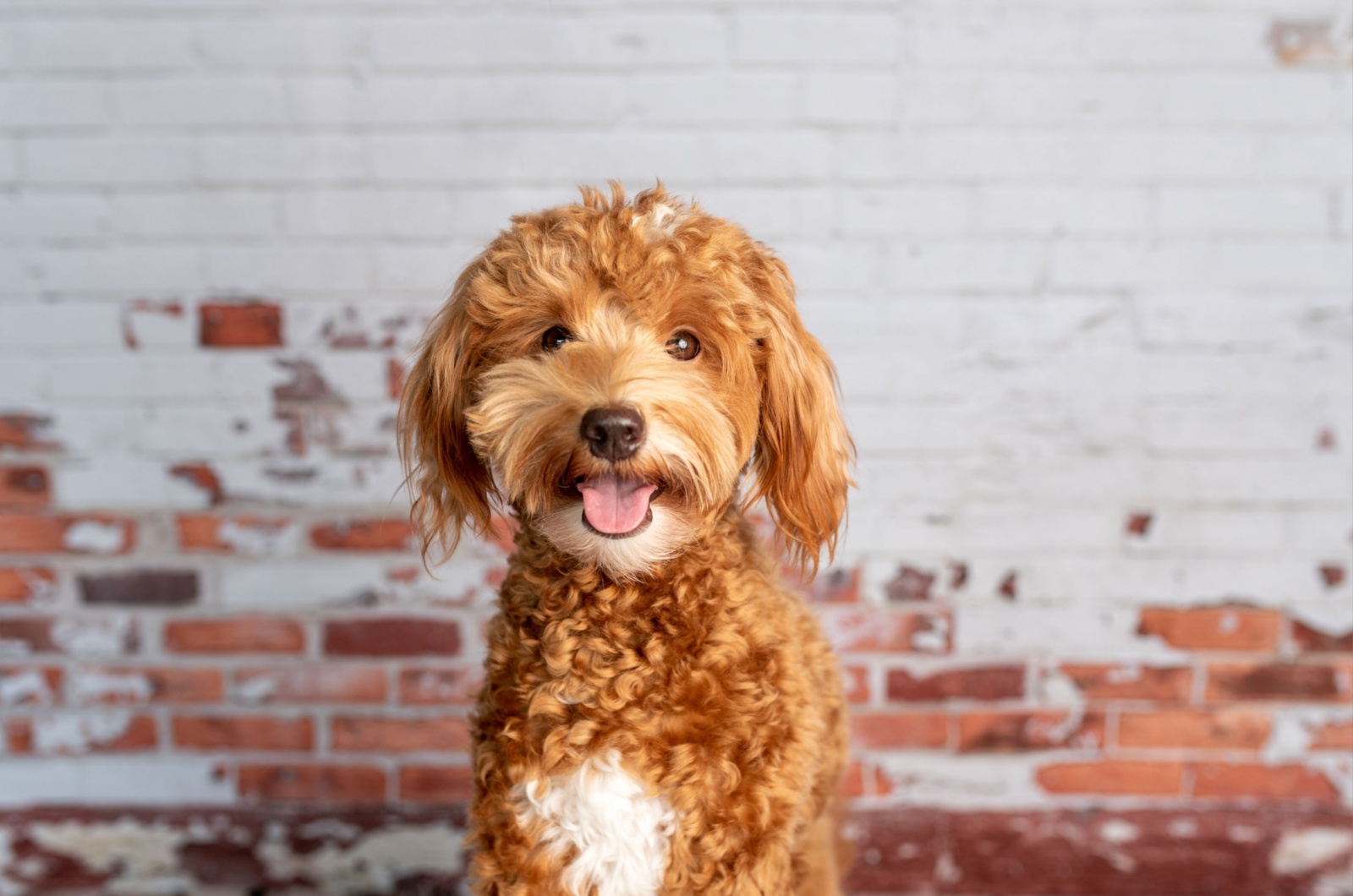 Goldendoodle