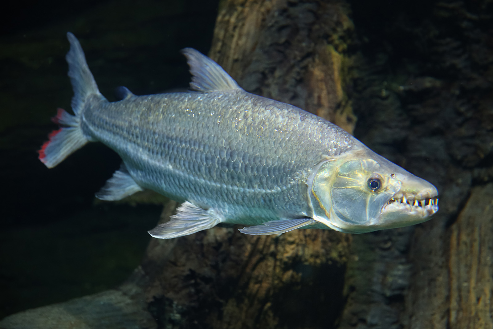 Goliath Tigerfish