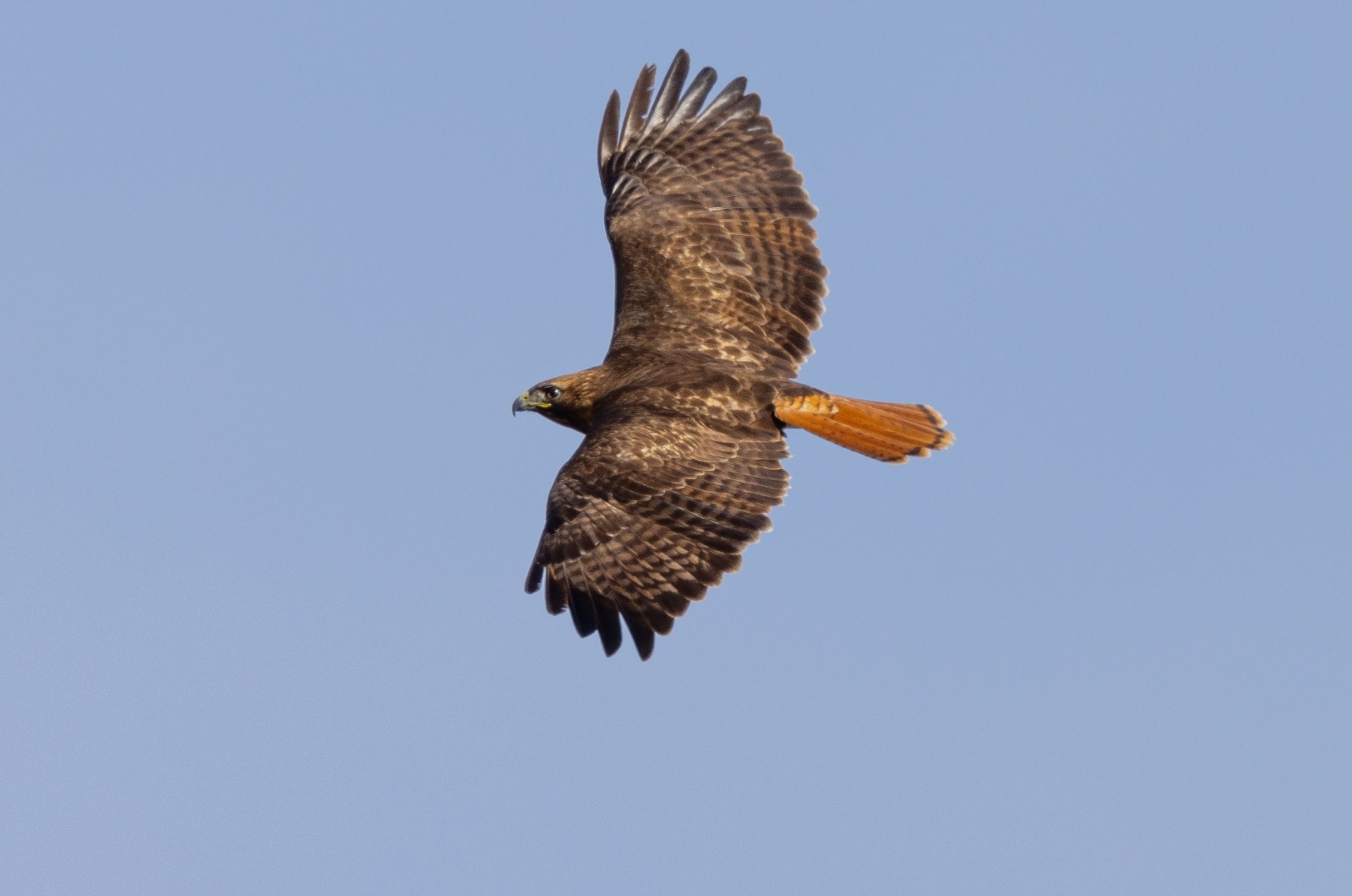 Gorgeous Hawk