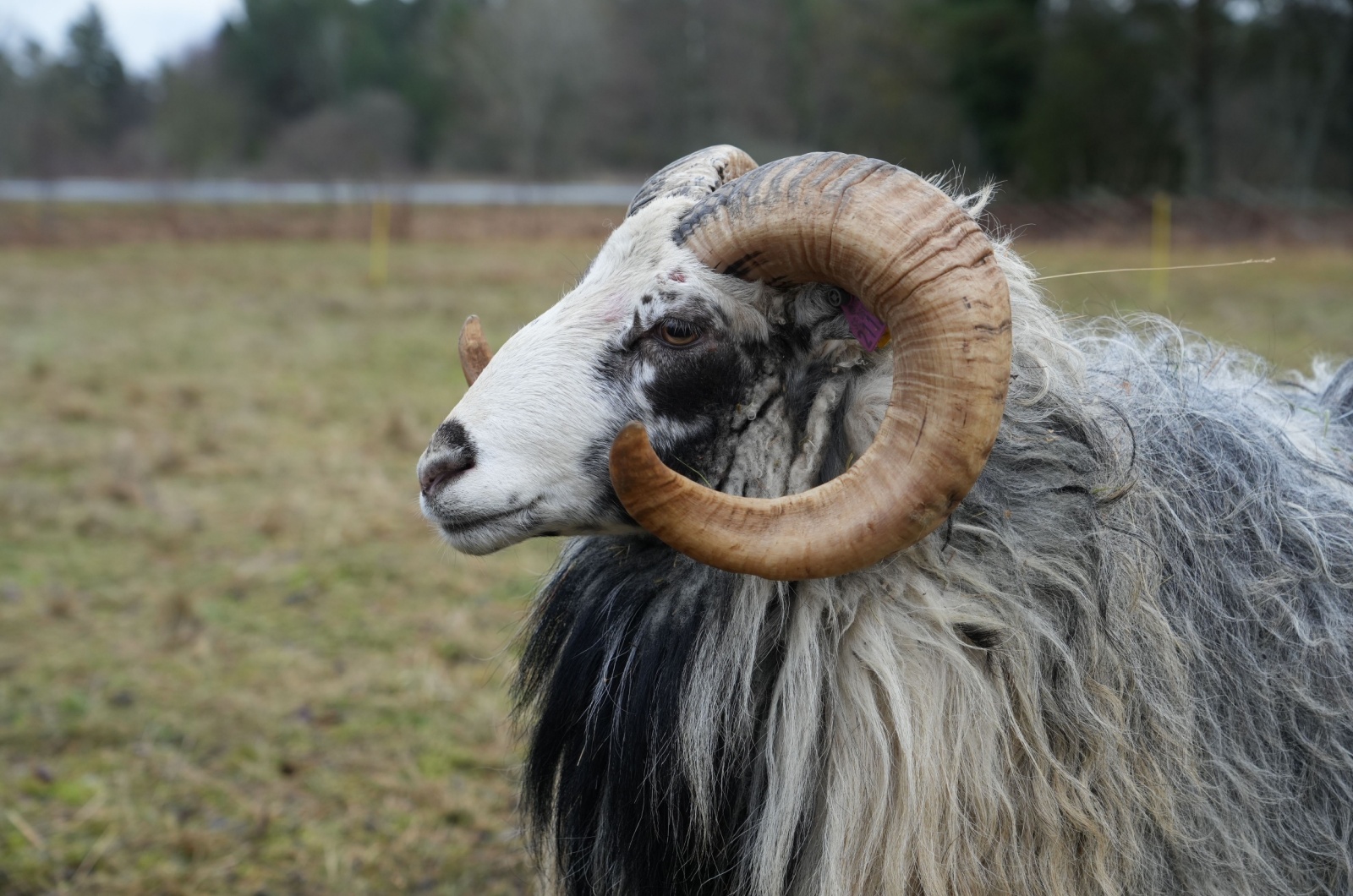 Gotland Sheep