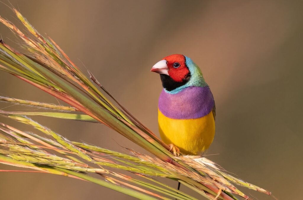 Gouldian Finch