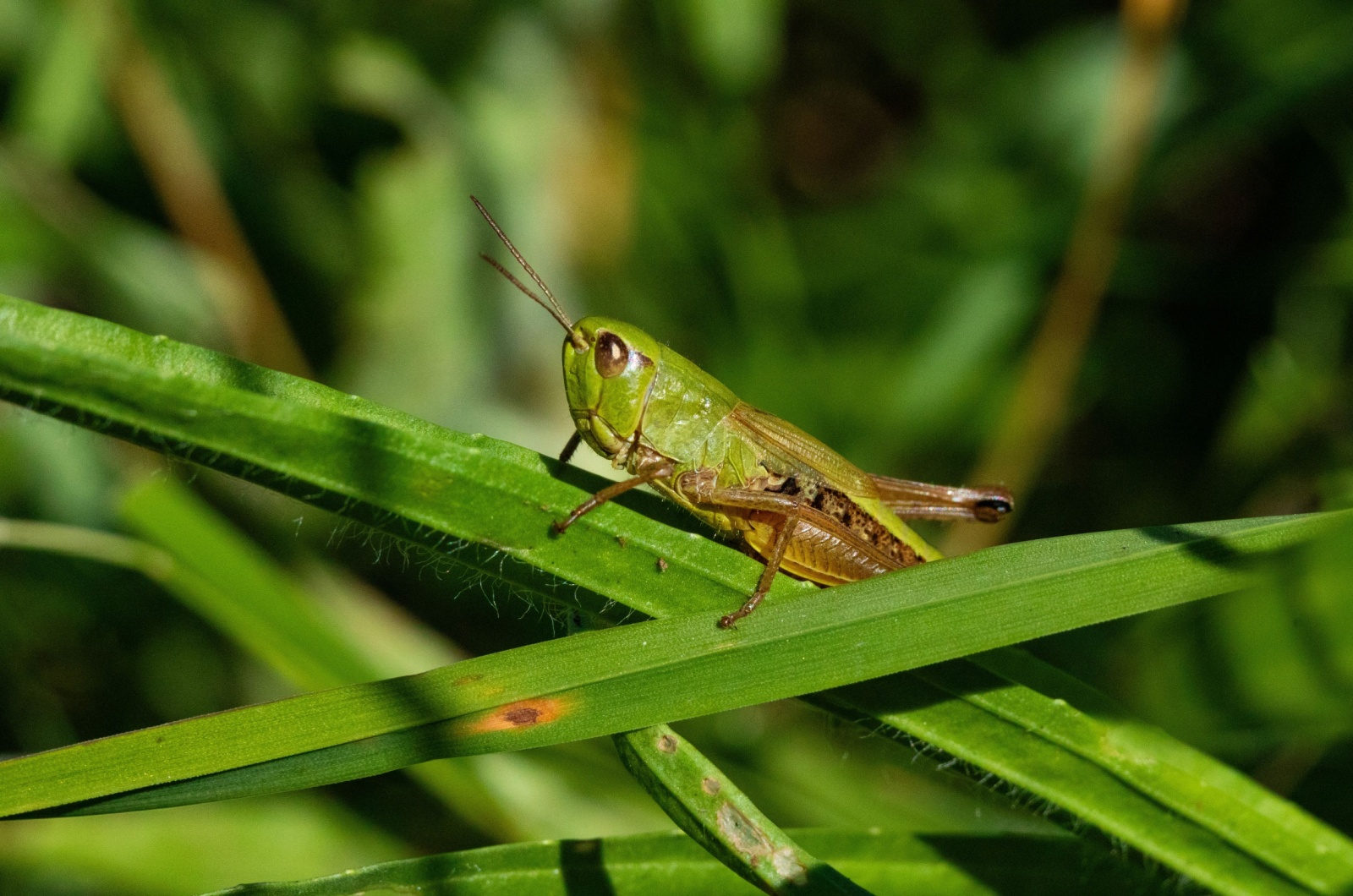 Grasshopper