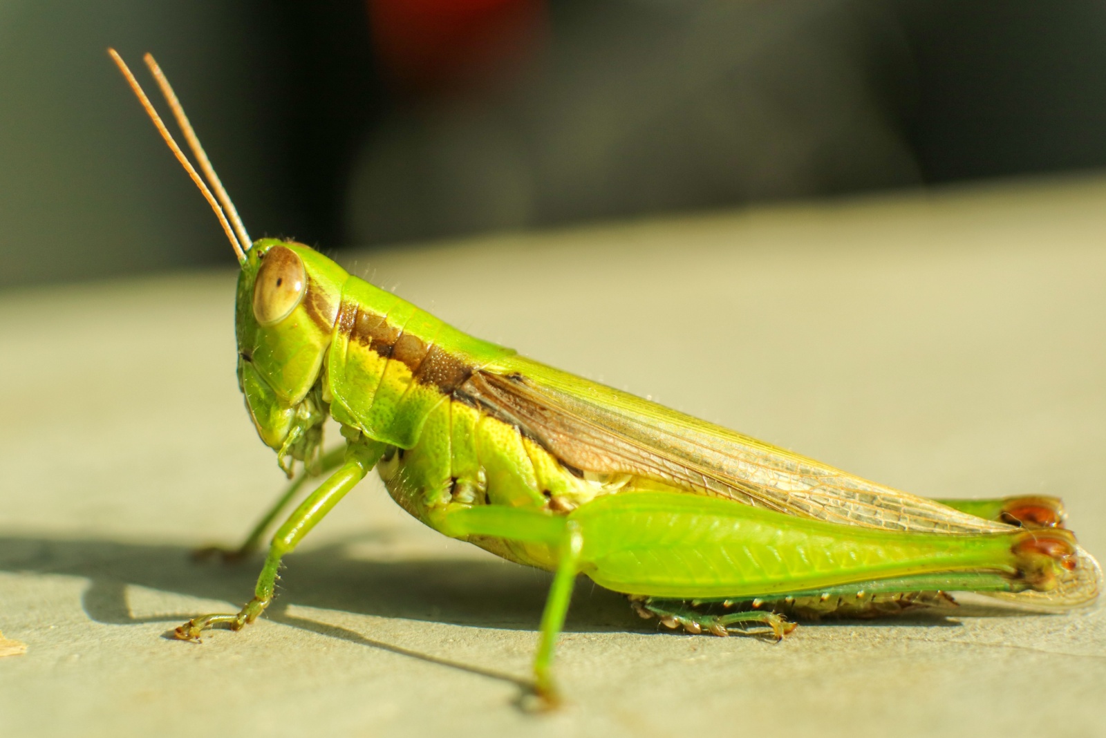 Grasshopper