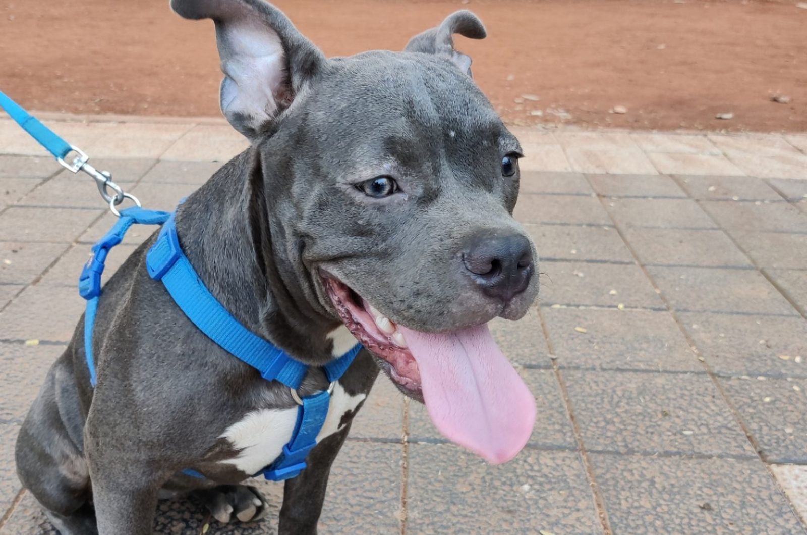 Gray French Bulldog Pitbull