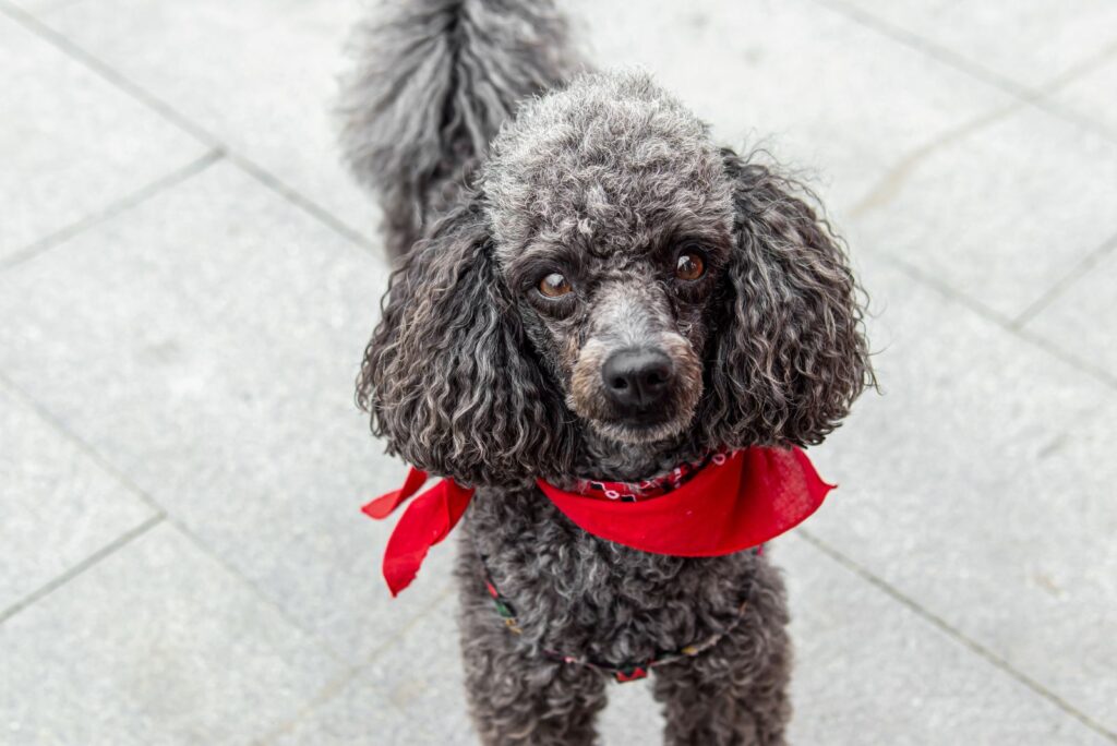 Gray Poodle