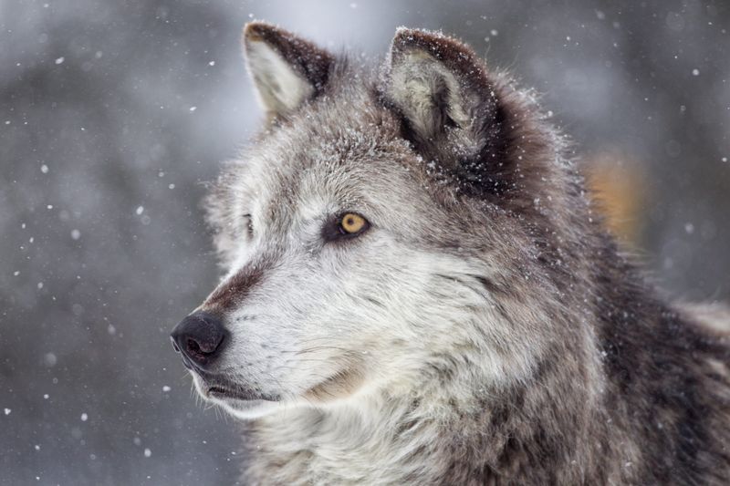 Gray Wolf