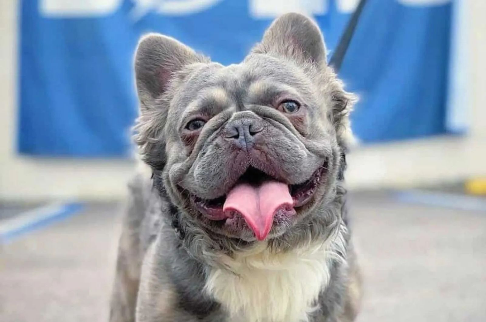 Gray haired French Bulldog Puppy