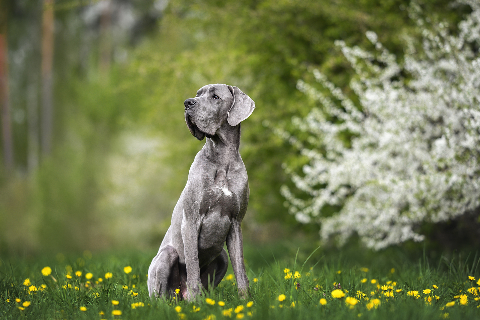 great dane