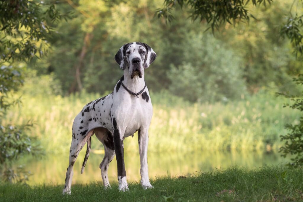 Great Dane