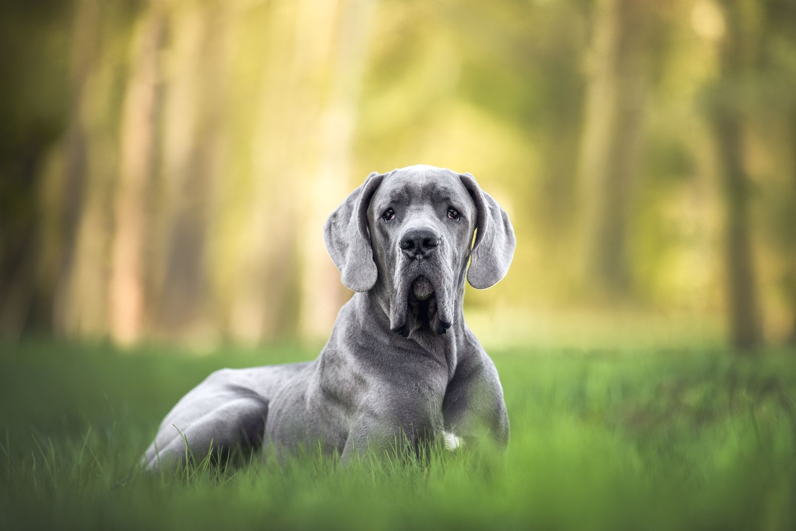 Great Dane dog