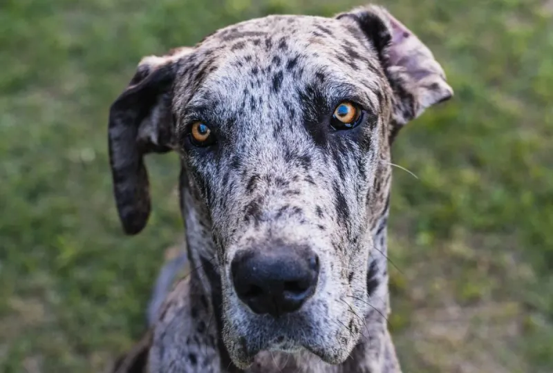 Great Dane