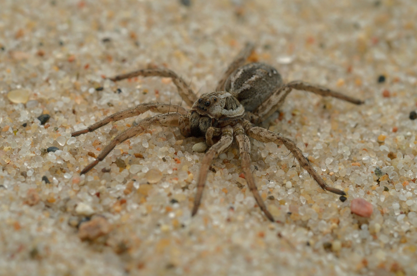 Great Fox-Spider