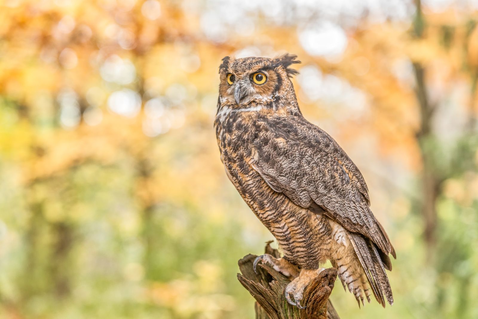 Great Horned Owl