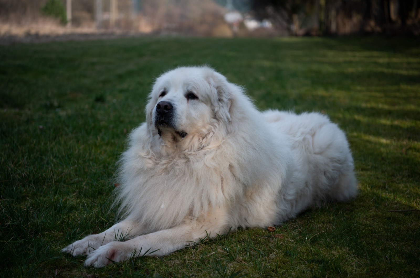 Great Pyrenees