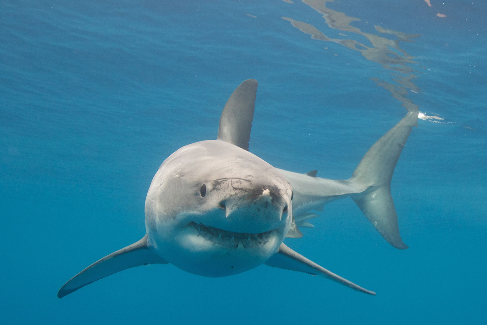 Great White Shark