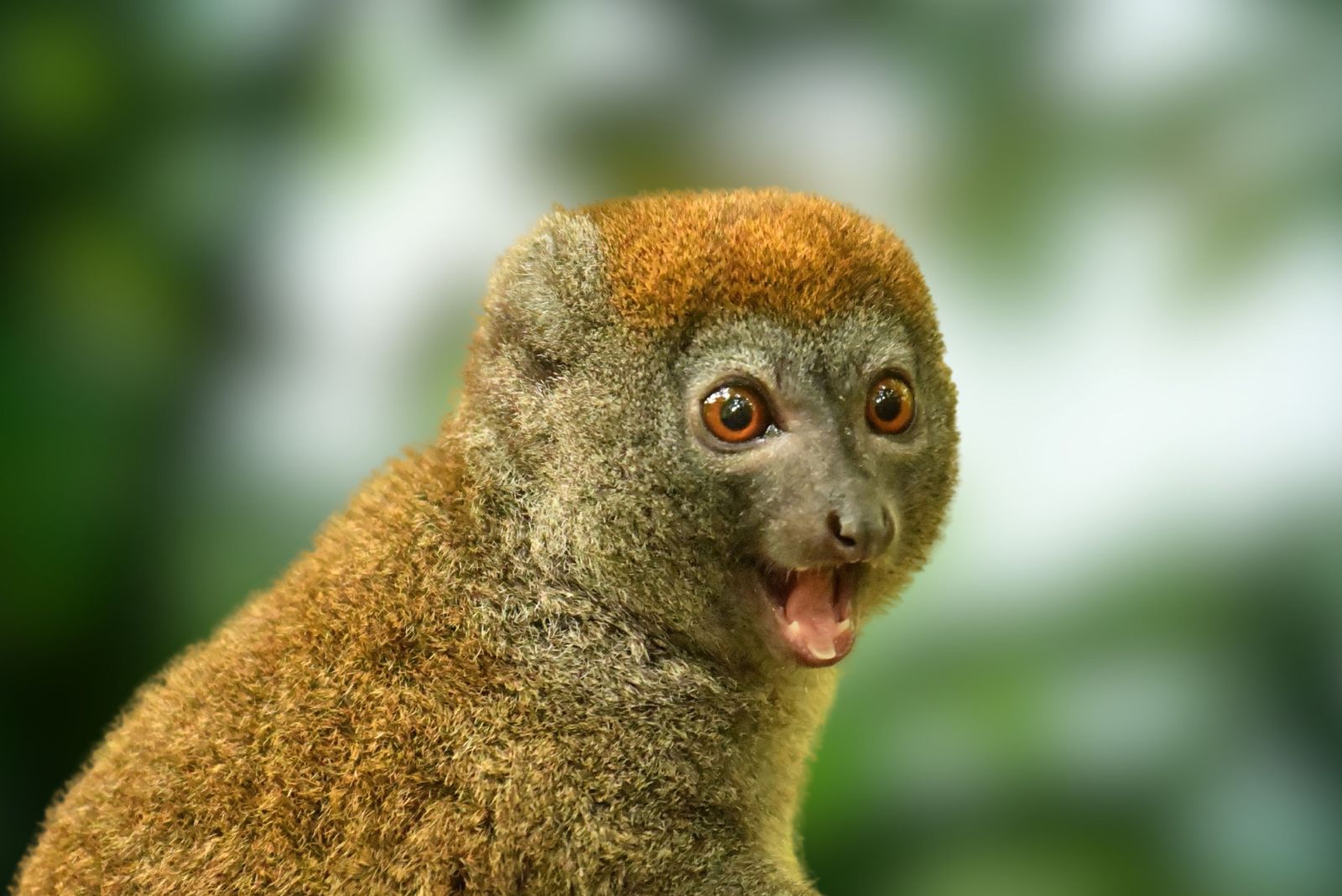 Greater Bamboo Lemur