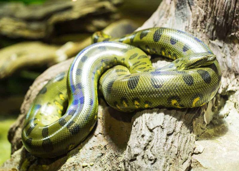 Green Anaconda