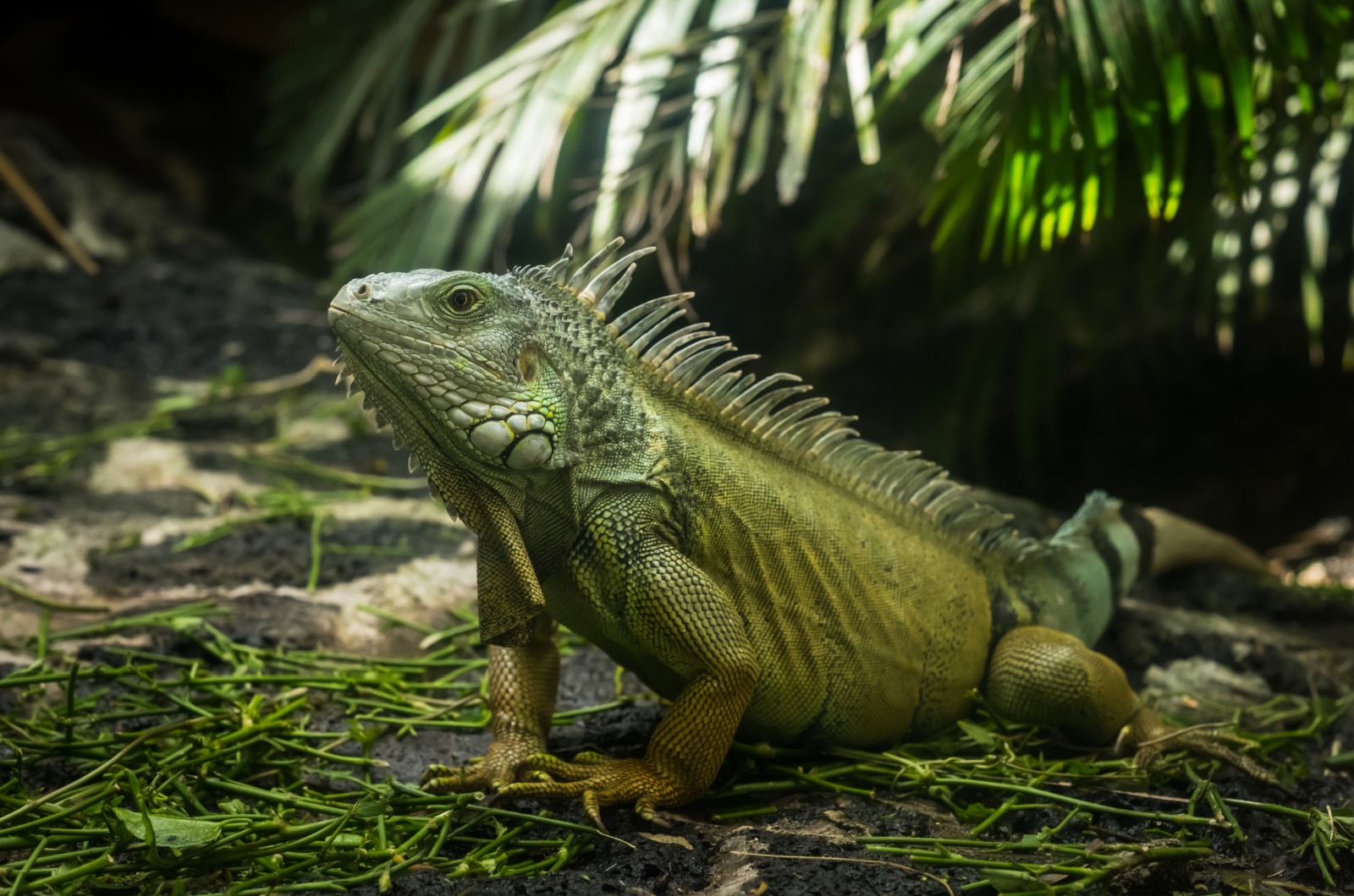 Green Iguana