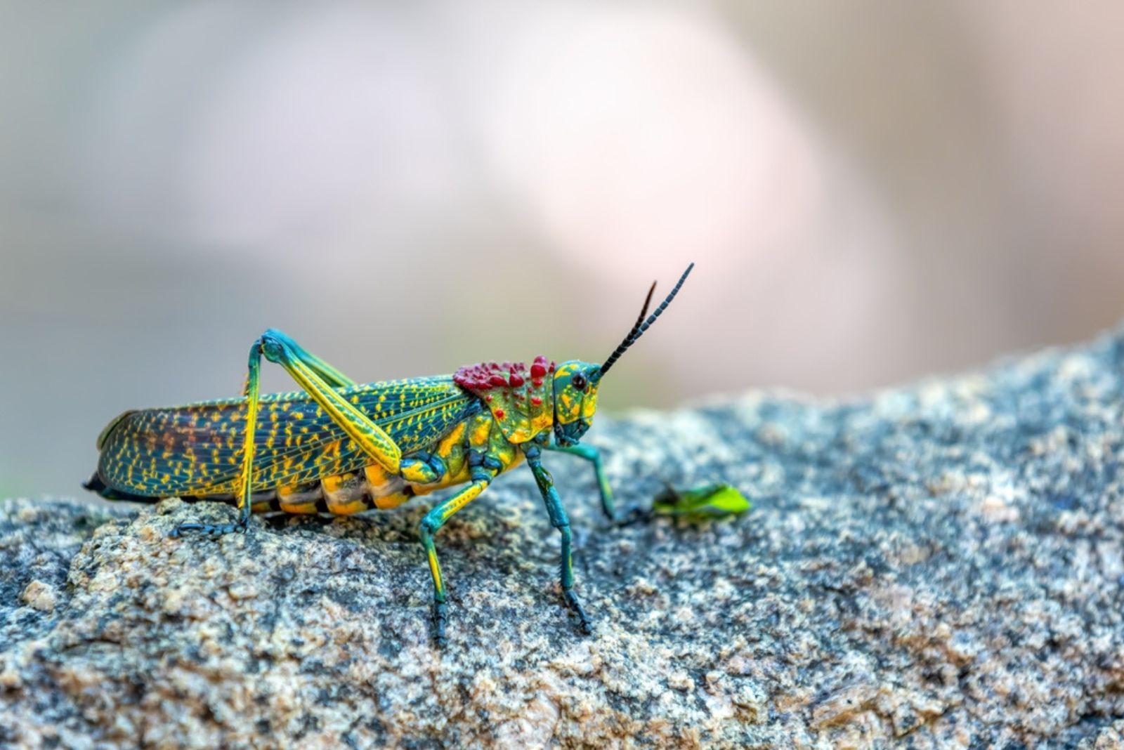 Green Milkweed Locust