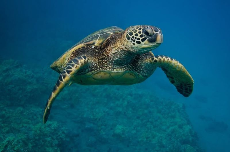 Green Sea Turtle