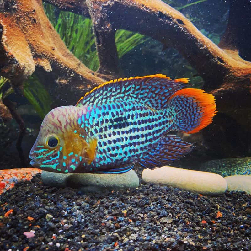 Green Terror Cichlid